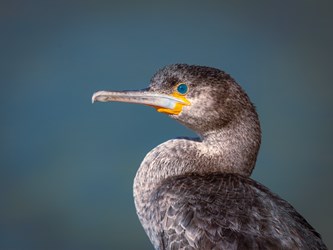 A Bird's eye view of seabird rescue at SANCCOB