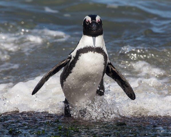 SANCCOB African Penguin.jpg