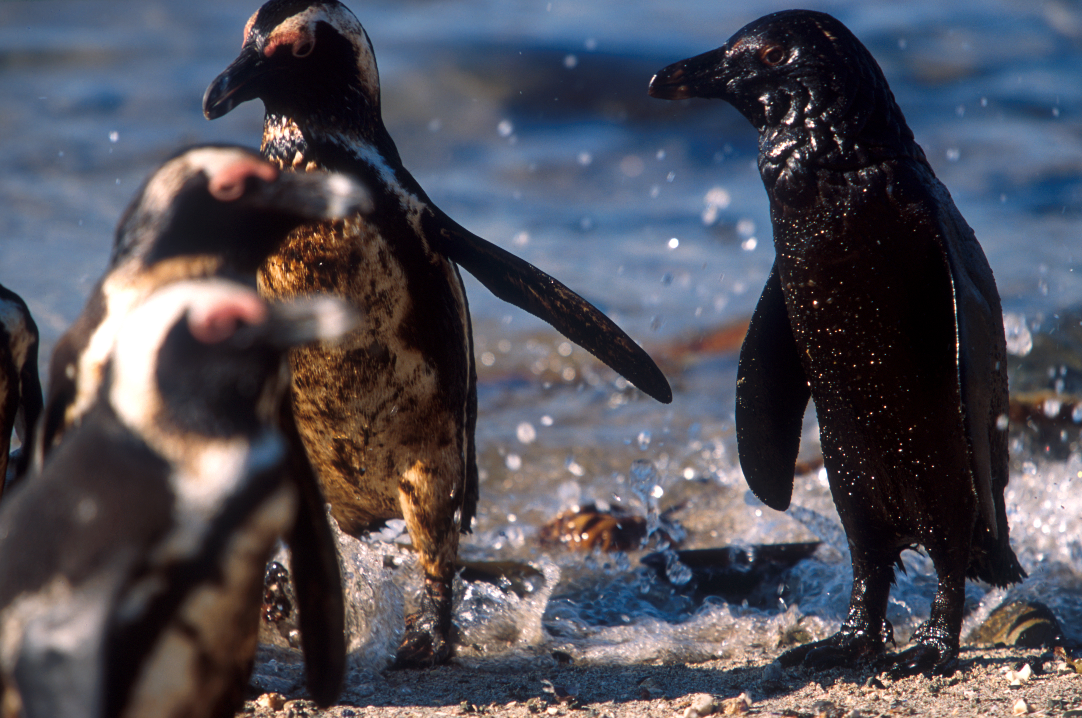 SANCCOB Treasure Oil Spill 2000 Oiled Penguins.jpg