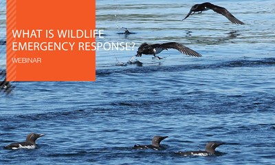 Recorded Webinar: What is Wildlife Emergency Response?