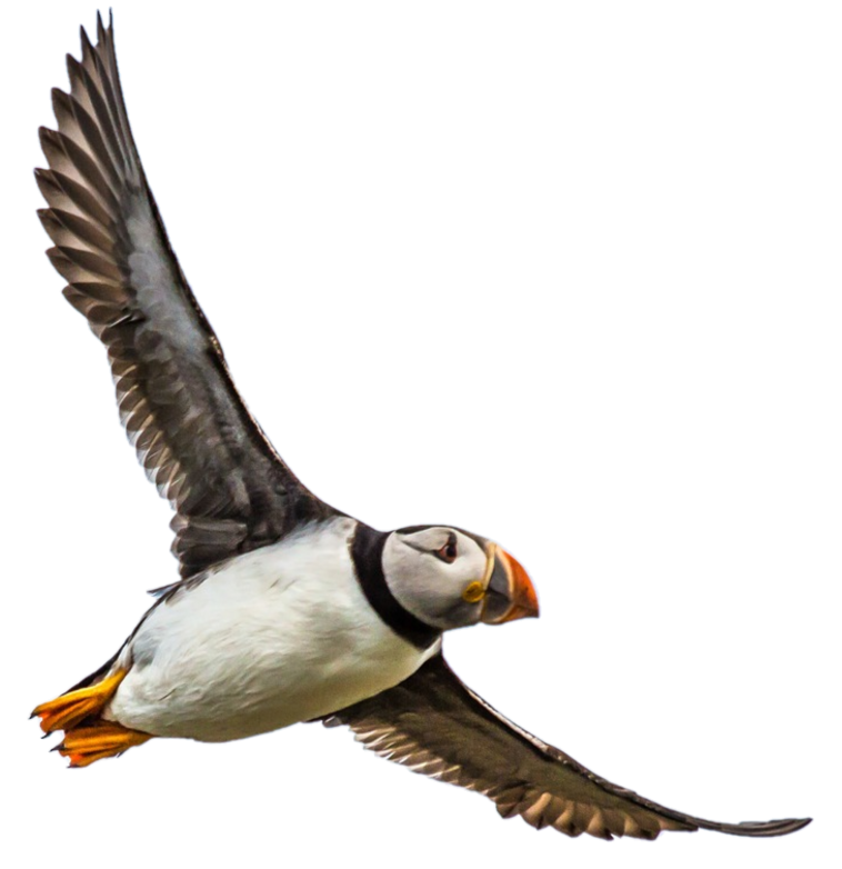 Puffin No Background.png